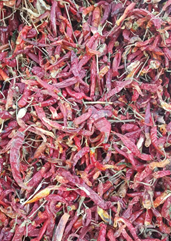 内蒙古开鲁灯笼椒辣椒价格行情平稳