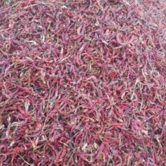 开鲁辣椒名扬天下,东风马学勇诚信合作