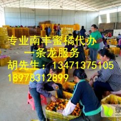 桂林南丰大量优质南丰蜜桔上市 价格0.6 上等果