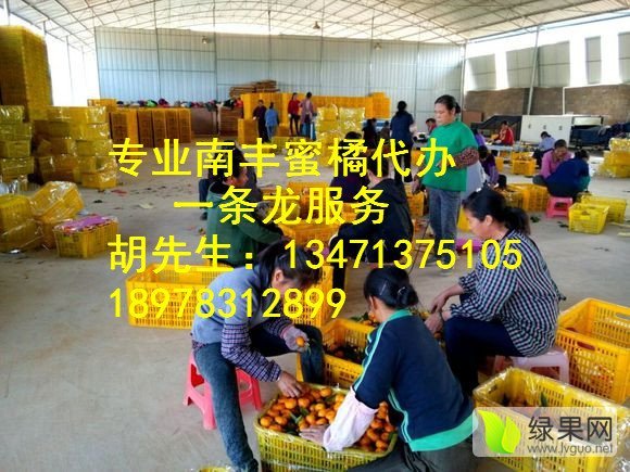 2015年广西兴安南丰蜜桔价格