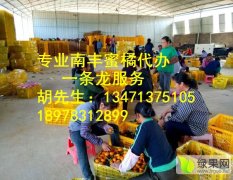桂林南丰大量优质南丰蜜桔上市 价格0.6 上等果