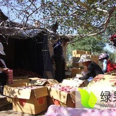 临猗苹果上货量大,七级王鹏飞诚信合作