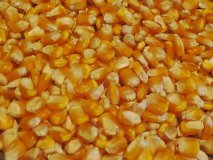 澄城赵庄王先生11月先玉335 龙高L2玉米