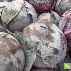 河南新野紫甘蓝已悄然上市