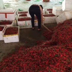 合浦辣椒香甜可口,常乐温国庆诚信合作
