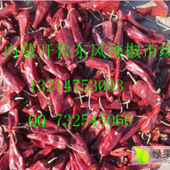 开鲁辣椒长势旺盛,东风马学勇诚信合作