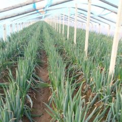 山东安丘铁杆大葱逐渐升温