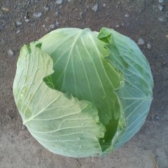 嘉鱼甘蓝口感爽口,潘家郑先生诚信合作