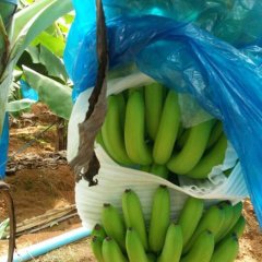 广西武鸣威廉斯香蕉上货量大