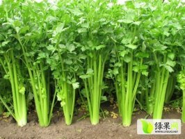 2015麦积芹菜再不来就没机会了！