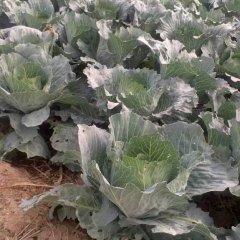 凤翔彪角张军明11月荷兰皮球甘蓝