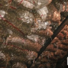 山东滕州种薯荷兰十五土豆火热上市