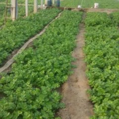 西安目前大量温室芹菜上市