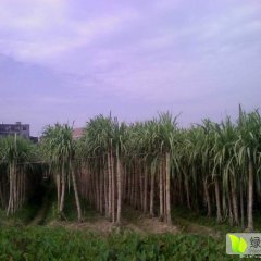 云南甘蔗上市！