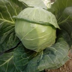 博爱孝敬余国亮10月春玉甘蓝