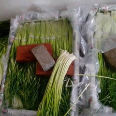 德昌其他蔬菜绿色无公害,王所杨永建诚信合作