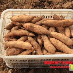 磁县观台烤红薯-北京553黄皮黄心大量供应