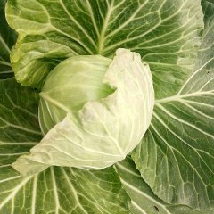 2015嘉鱼甘蓝现在订货有惊喜