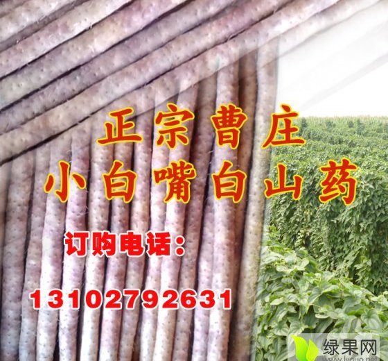 2015年河北安平小白嘴白山药价格