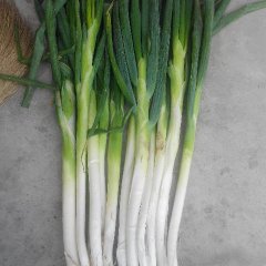 微山大葱香甜可口,鲁桥曹鲁星诚信合作