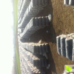 平桥干岸向路明11月蘑菇（平菇）其他蔬菜