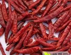 河南開(kāi)封縣新一代朝天椒辣椒價(jià)格行情平穩(wěn)