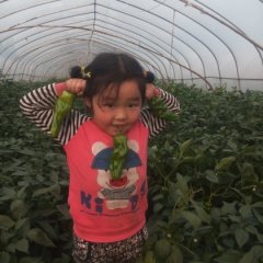 海门常乐付兴国11月线椒辣椒