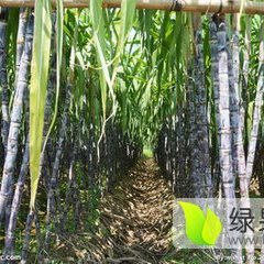 柳江甘蔗口感爽口,成团韦保全诚信合作