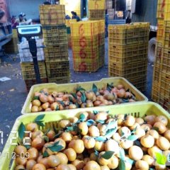 广西水果批发市场代销沙糖桔.蜜桔