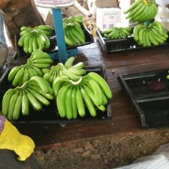 广西武鸣威廉斯香蕉营养丰富