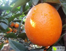 湖北公安椪柑·南丰蜜橘·橙子火热上市