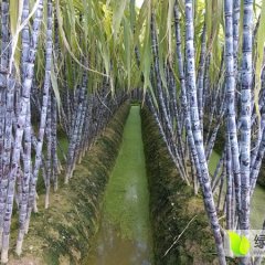 广西博白黑皮果蔗甘蔗火爆招商中