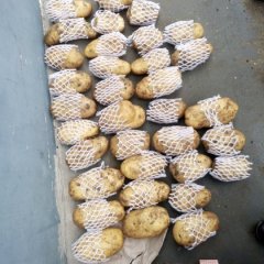 平度冷库土豆质量好。皮色好