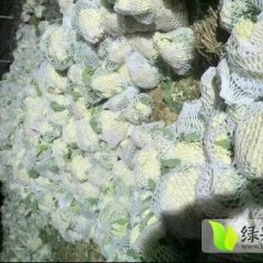 铜山黄集刘伟11月雪玉菜花
