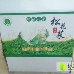 江苏铜山温心58菜花著名品种