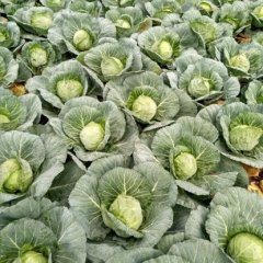 襄城甘蓝名扬天下,欧庙康朋诚信合作