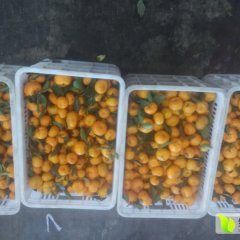惠州江北农产品南丰蜜橘个小