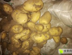 围场荷兰十五克新 大白花土豆