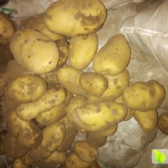 围场荷兰十五克新 大白花土豆