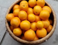 正宗赣南脐橙，唯一品种纽荷尔脐橙