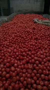 临沂市费县薛庄镇西红柿硬粉已上市