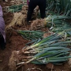 费县大葱欢迎合作,薛庄徐先生诚信合作