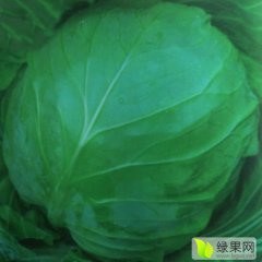 河南南阳优质甘蓝上市，绿色无公害品种