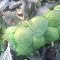 新野甘蓝价格适宜城郊小詹诚信合作