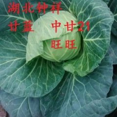 钟祥甘蓝品质优良旧口周：甘蓝诚信合作