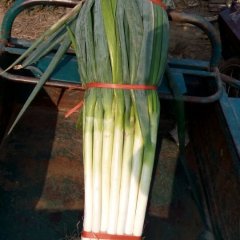 费县上冶朱有金11月铁杆大葱