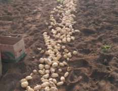山东滕州荷兰十五土豆产销两旺
