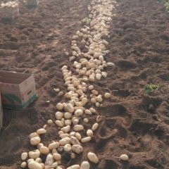 山东滕州荷兰十五土豆产销两旺