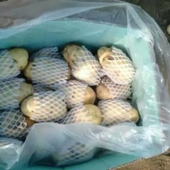 山东滕州荷兰十五土豆早买早赚