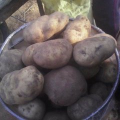 河北围场荷兰十五土豆口感爽口